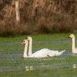 Cygnes chanteur et tuberculé en Loire-Atlantique